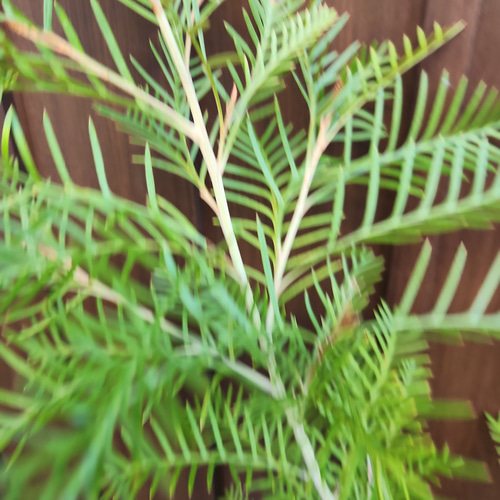 グレビレア レッドフックス 鉢植えY 苗 オージープランツ レア