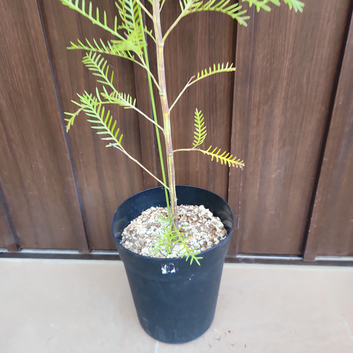 グレビレア　レッドフックス　鉢植え　苗　レア品種　オージープランツ グレビレア レッドフックス 鉢植えY 苗 オージープランツ レア