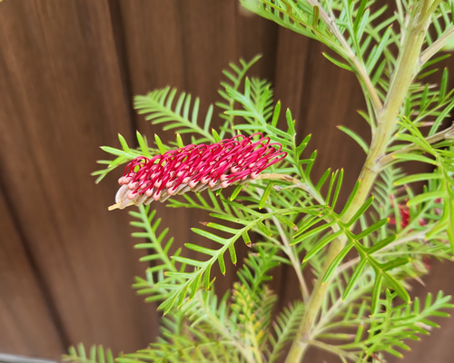 花芽付き　グレビレア　レッドフックス　鉢植え　苗　オージープランツ グレビレア レッドフックス 鉢植えY 苗 オージープランツ レア品種
