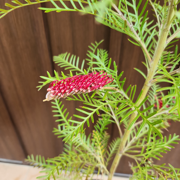 グレビレア　レッドフックス　鉢植え　苗　オージープランツ　レア品種 グレビレア レッドフックス 鉢植えY 苗 オージープランツ レア