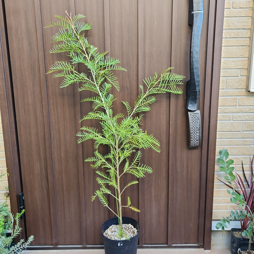 グレビレア レッドフックス 鉢植えY 苗 オージープランツ レア品種