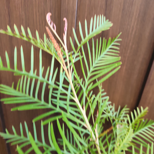 グレビレア　レッドフックス　鉢植え　苗　オージープランツ　レア品種 グレビレア レッドフックス 鉢植えY 苗 オージープランツ レア