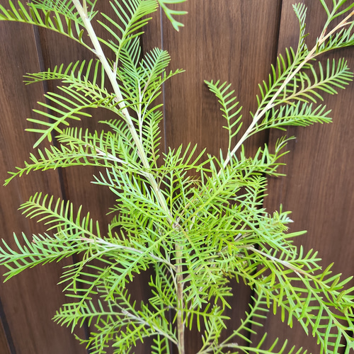 グレビレア　レッドフックス　鉢植え　苗　オージープランツ　レア品種 グレビレア レッドフックス 鉢植えY 苗 オージープランツ レア