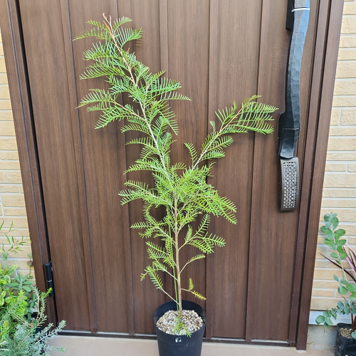 グレビレア　レッドフックス　鉢植え　苗　オージープランツ　レア品種 グレビレア レッドフックス 鉢植えY 苗 オージープランツ レア