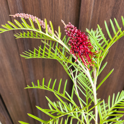 グレビレア　レッドフックス　鉢植え　オージープランツ 花芽付き グレビレア レッドフックス 鉢植え 苗 オージープランツ レア
