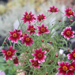 □☘️ヒペリカム苗☘️　❤抜き苗❤　選べるおまけつき　無農薬 □☘️ヒペリカム苗☘️ ❤抜き苗❤ 選べるおまけつき 無農薬 □☘️