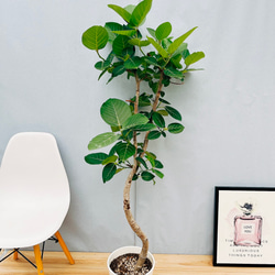 ［現品］80番　エスキナンサス　タイピンク　5号　観葉植物　室内　吊り下げ 現品］エスキナンサス タイピンク 5号 観葉植物 室内 吊り下げ