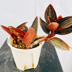 ［現品］80番　エスキナンサス　タイピンク　5号　観葉植物　室内　吊り下げ 楽天市場】観葉植物 吊るす エスキナンサス タイピンク 5号吊り
