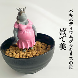 【パキポディウムの番人】パキ坊 グラキリス　12 現地球　ハンドメイド 🔥 パキポディウムの番人「パキ坊」降臨‼️ 🔥 「オレの前を通り