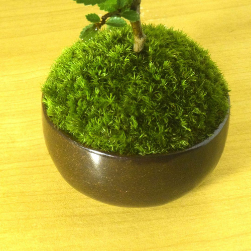 POTOCO ニレケヤキ 欅 陶器鉢 盆栽 観葉植物 豆鉢 小品盆栽 ミニ盆栽