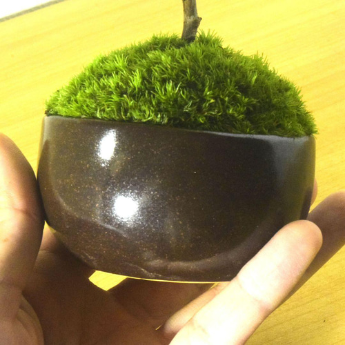 POTOCO ニレケヤキ 欅 陶器鉢 盆栽 観葉植物 豆鉢 小品盆栽 ミニ盆栽