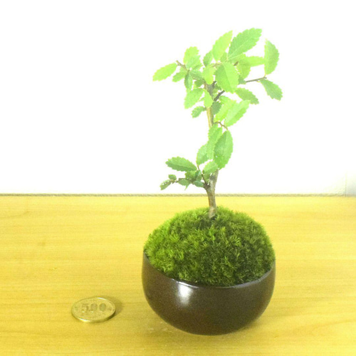 POTOCO ニレケヤキ 欅 陶器鉢 盆栽 観葉植物 豆鉢 小品盆栽 ミニ盆栽