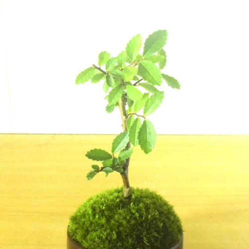 欅、盆栽、小品、鉢 ✻✻ 欅 ✻✻ 樹齢50年超~ #盆栽 #中品盆栽 #欅#けやき盆栽 #欅盆栽