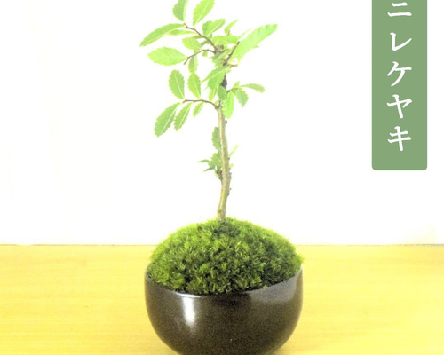 盆栽鉢　植木鉢　陶芸　園芸　盆栽 POTOCO ニレケヤキ 欅 陶器鉢 盆栽 観葉植物 豆鉢 小品盆栽 ミニ盆栽