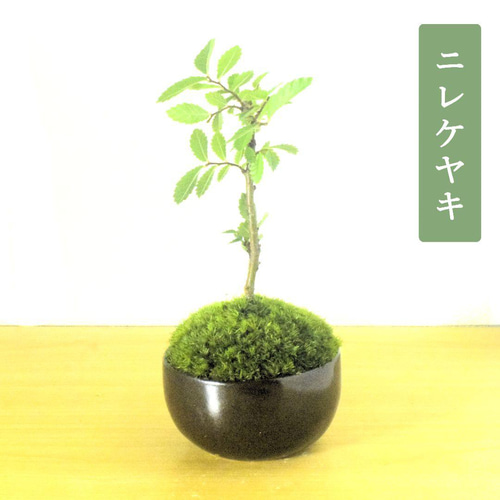 POTOCO ニレケヤキ 欅 陶器鉢 盆栽 観葉植物 豆鉢 小品盆栽 ミニ盆栽