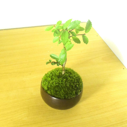 POTOCO ニレケヤキ 欅 陶器鉢 盆栽 観葉植物 豆鉢 小品盆栽 ミニ盆栽