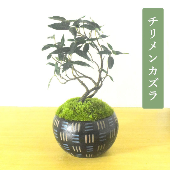 梔子 クチナシ 縮緬葛 チリメンカズラ セット 小品 盆栽 盆栽 小品 クチナシ チリメンカズラ セット チリメンカズラ 縮緬カズラ