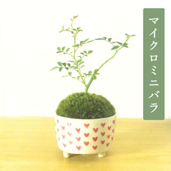 POTOCO クチナシ 陶器鉢 植物鉢 植物 観葉植物 可愛い 豆盆栽 盆栽 苔 POTOCO ソフォラ 陶器鉢 植物鉢 植物 観葉植物 ミニ盆栽 豆盆栽
