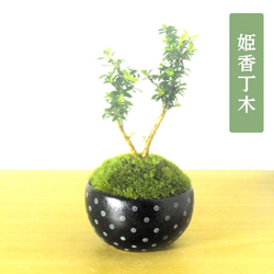 POTOCO クチナシ 陶器鉢 植物鉢 植物 観葉植物 可愛い 豆盆栽 盆栽 苔 POTOCO ソフォラ 陶器鉢 植物鉢 植物 観葉植物 ミニ盆栽 豆盆栽