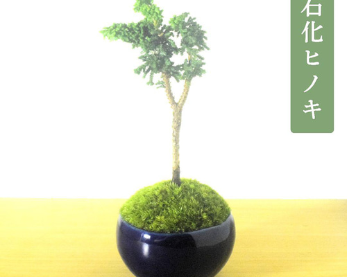 POTOCO 石化檜 ヒノキ 陶器鉢 植物鉢 観葉植物 盆栽 豆盆栽 小品
