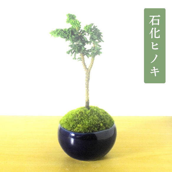 町直 伊豆廃窯記念 小鉢 盆栽鉢 楽天市場】盆栽鉢 町直 丸鉢 【作家鉢 盆栽小鉢 人気商品 送料
