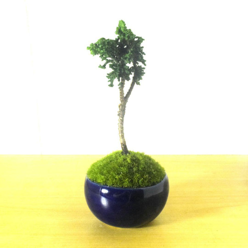POTOCO 石化檜 ヒノキ 陶器鉢 植物鉢 観葉植物 盆栽 豆盆栽 小品