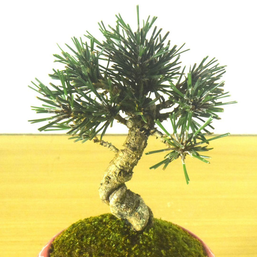 POTOCO 三河黒松 マツ 陶器鉢 植物鉢 植物 観葉植物 ミニ盆栽 盆栽 苔 盆栽