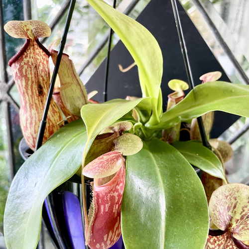 模様が美しい ネペンテス ウツボカズラ“ガヤ” 吊り鉢仕立て その他