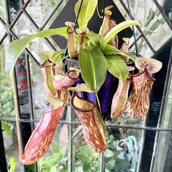 模様が美しい ネペンテス ウツボカズラ“ガヤ” 吊り鉢仕立て その他