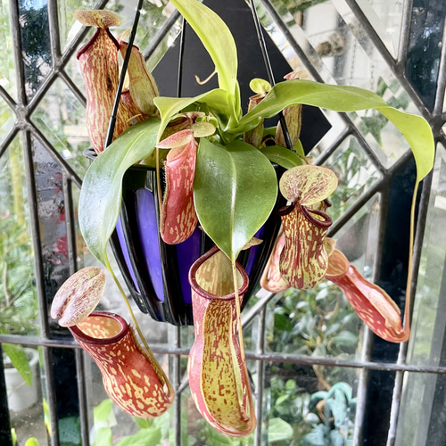 模様が美しい ネペンテス ウツボカズラ“ガヤ” 吊り鉢仕立て その他