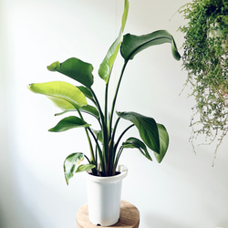 リプサリス プニセオディスカス 特大苗 観葉植物 吊り下げ calm