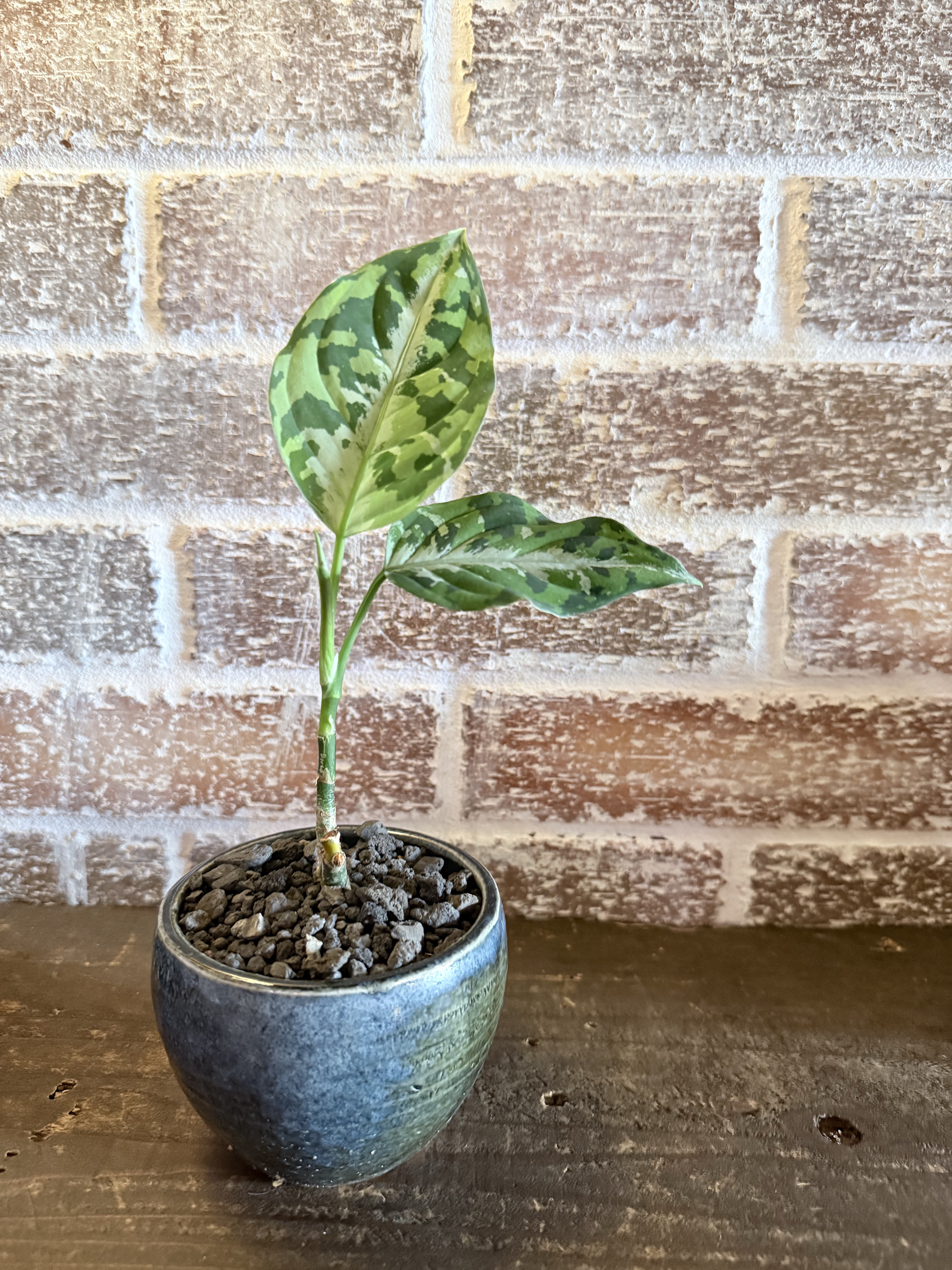 GP アグラオネマ ピクタム トリカラー 信楽焼 陶器鉢