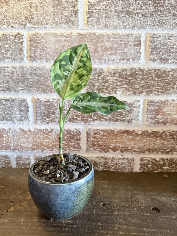 GP アグラオネマ ピクタム トリカラー 信楽焼 陶器鉢 多肉植物