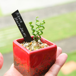 ビカクシダ ビーチーレモイネイ特選株 P.veitchii Lemoinei ビカクシダ ビーチーレモイネイ特選株 P.veitchii Lemoinei