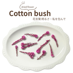 ♡夏季限定商品♡ スターフラワー ミニ ひまわり 10本 ドライ