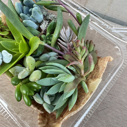 セダム、多肉カット苗 寄植え 多肉弁当 多肉植物 小さな庭の管理人