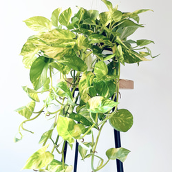 601. 希少 斑入り モンステラ ホワイトタイガー 5号鉢 多肉植物