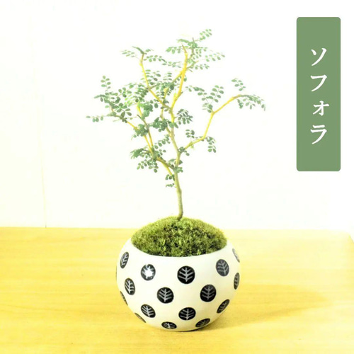 POTOCO ソフォラ 陶器鉢 植物鉢 植物 観葉植物 ミニ盆栽 豆盆栽