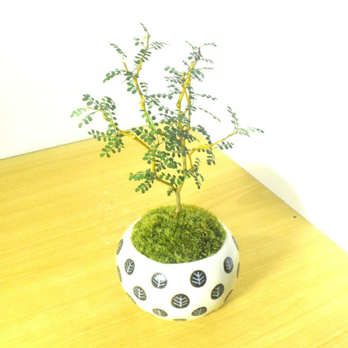 盆栽鉢 ミニ盆栽 鉢 豆盆栽 骨董品 陶芸品 円形 盆栽鉢 / BONSAI POT】呂宋 六角形（HEXAGON) - Handmade - 作家