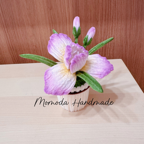 モールフラワー 紫色 イチハツの鉢植え 鳶尾 枯れない花 純粋な