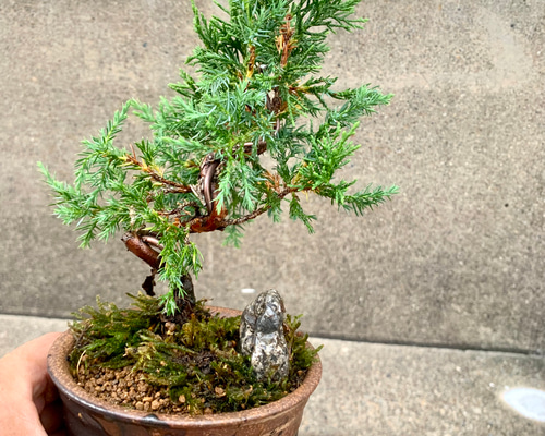 糸魚川真柏盆栽 Amazon｜盆栽 糸魚川真柏（833885）【現品】｜観葉植物
