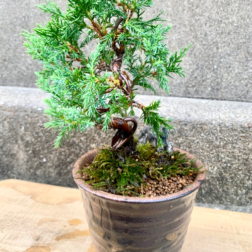 糸魚川真柏 楽天市場】【現品 No.9864】 糸魚川真柏 4号（木爪13cm） 樹高