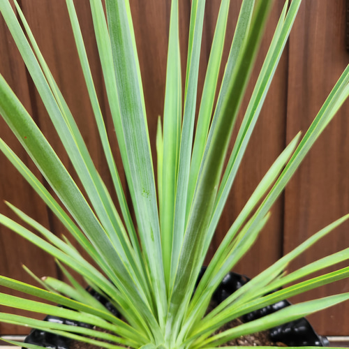 ユッカ ブルーセントリー エアーコンテナポット鉢植え 苗 レア品種