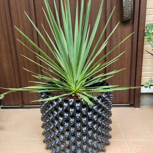 青み抜群 リギダ ユッカ 太株9号観葉植物 ドライガーデン 青み抜群 リギダ ユッカ 太株9号観葉植物 ドライガーデン