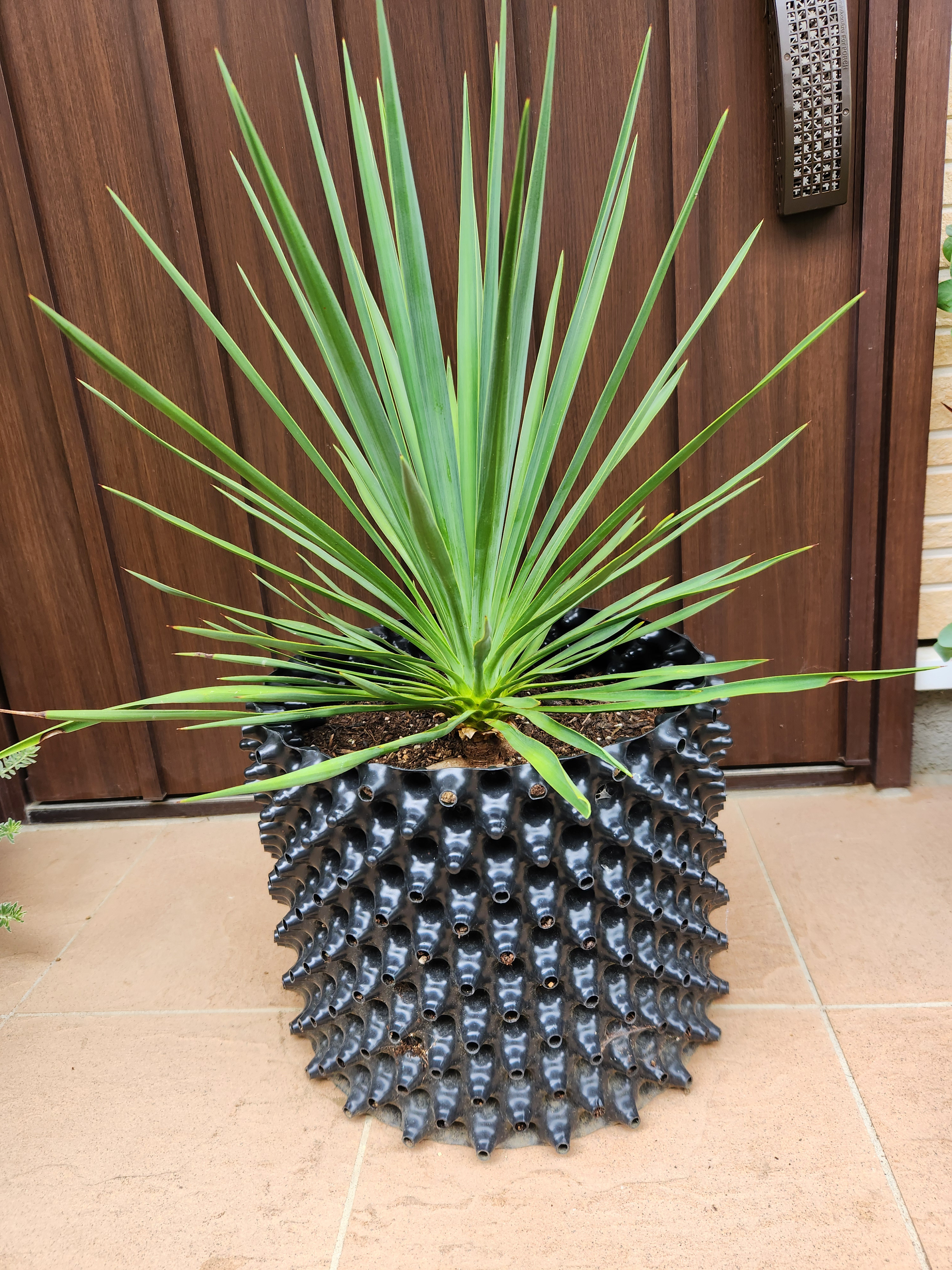 大株　ユッカ　ブルーセントリー　エアーポット鉢植え　苗　ロックガーデン　ドライガーデン