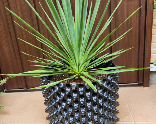 観葉植物　ユッカ　ロックガーデン ユッカ・ロストラータ ドライガーデン ロックガーデン | 耐寒性と独特