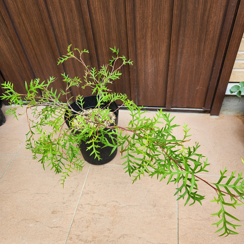 這性 グレビレア ブロンズランバー 鉢植え オージープランツ