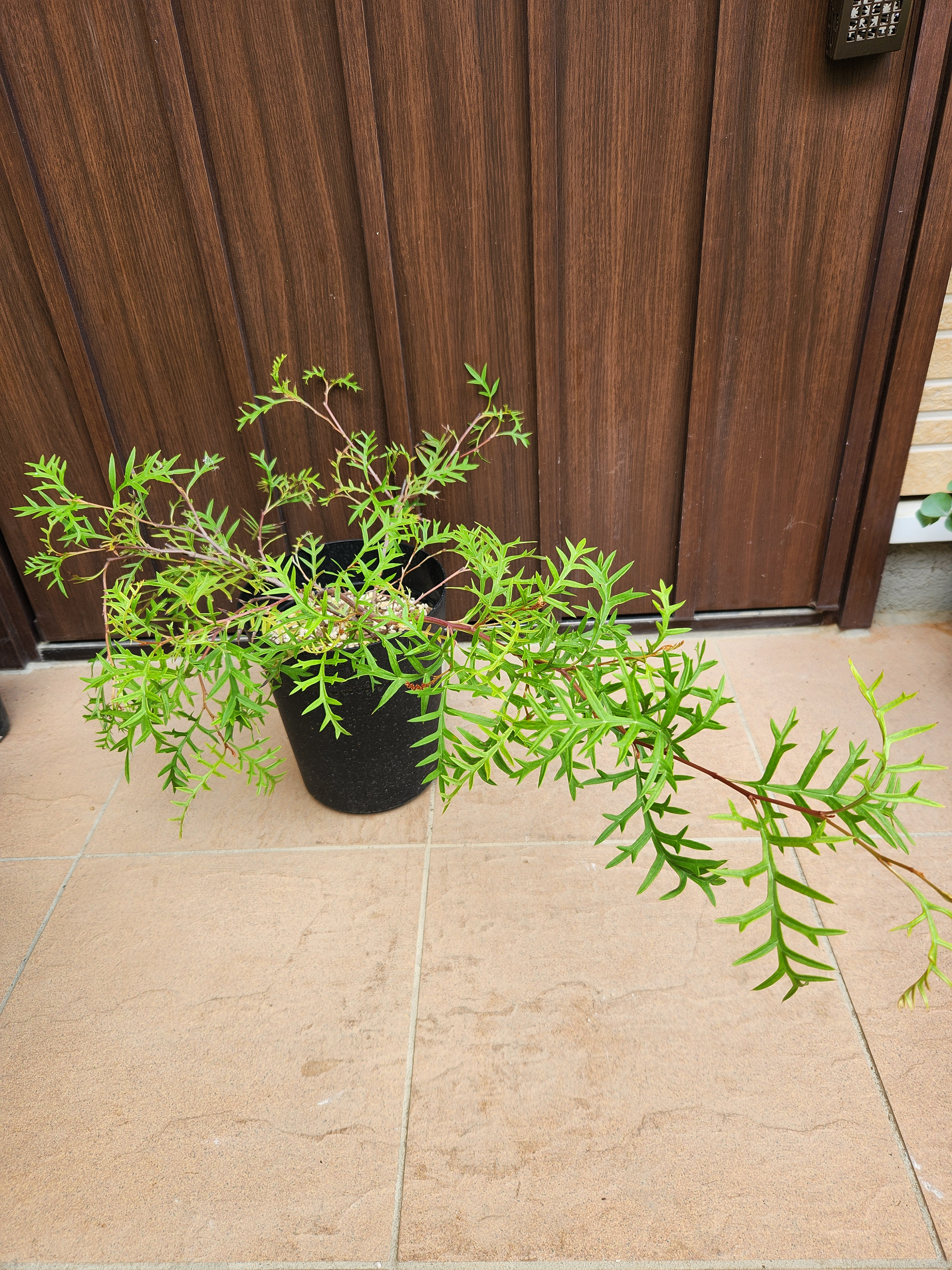 這性　グレビレア　ブロンズランバー　鉢植え　オージープランツ　ネイティブフラワー　ロックガーデン　苗　ワイルドフラワー
