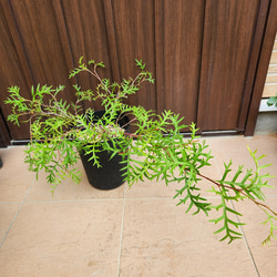 プンゲンストウヒ ホプシー ポット苗 鉢植え 新緑 美形 盆栽
