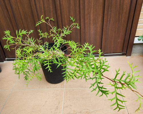 たいがページ　這性　グレビレア　ブロンズランバー　鉢植え　オージープランツ 這性 グレビレア ブロンズランバー 鉢植え オージープランツ